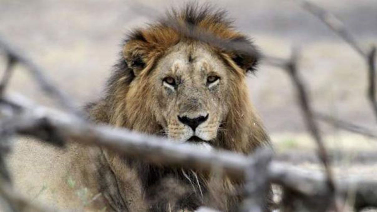 Imagen referencial. El Zoológico de Barcelona informó que cuatro leones que residen allí dieron positivo a covid-19. Foto. REUTERS