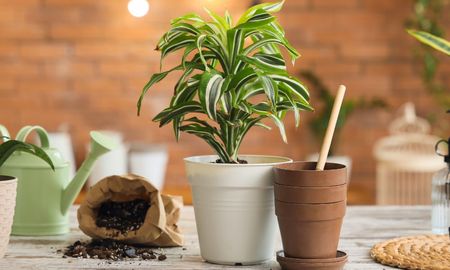 Plantas para abril: opciones ideales para llenar tu casa de verde en invierno. Plantas para abril: opciones ideales para llenar tu casa de verde en invierno.