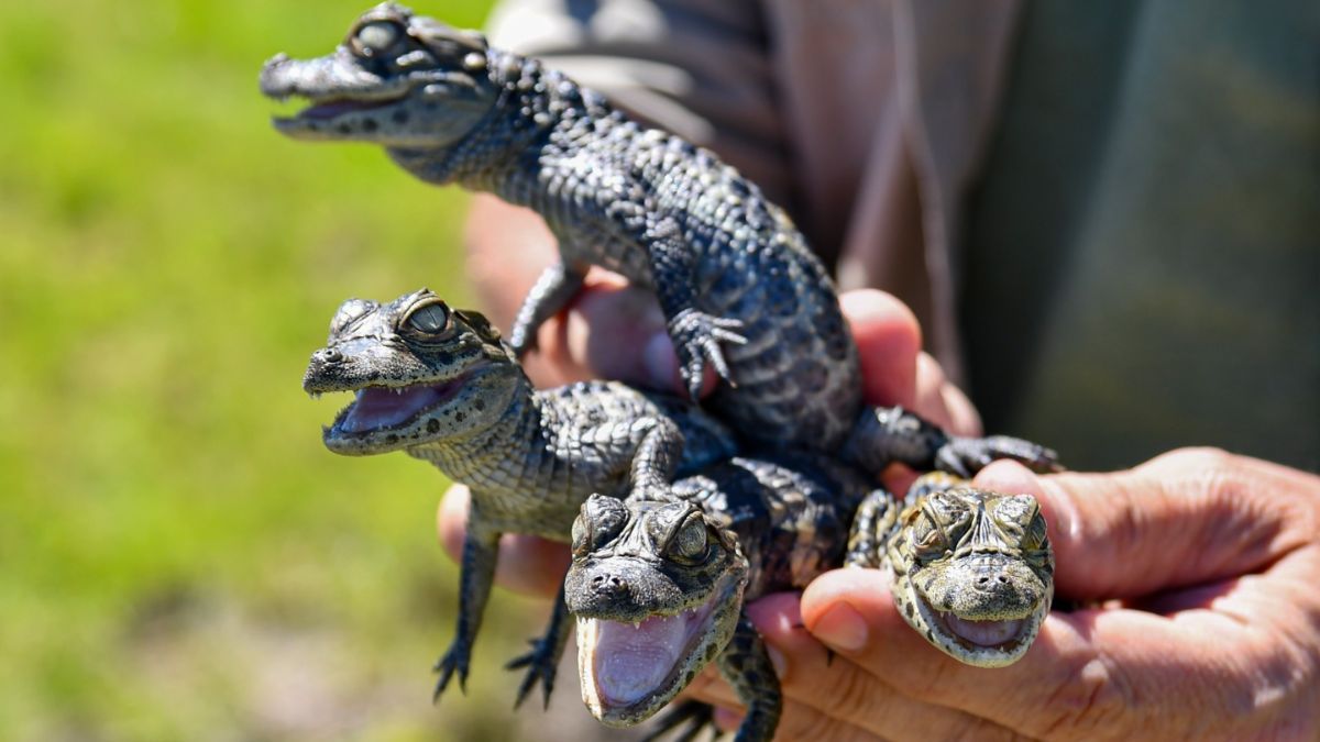 Desde el Ministerio de Ambiente recordaron que denuncias por mascotismo o tráfico de fauna. Desde el Ministerio de Ambiente recordaron que denuncias por mascotismo o tráfico de fauna.