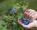 estas son las frutas mas saludables que podes consumir hoy en dia estas son las frutas mas saludables que podes consumir hoy en dia