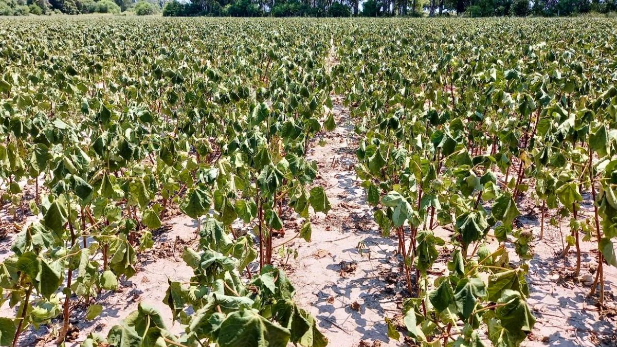 Lote en inicio de fructificación