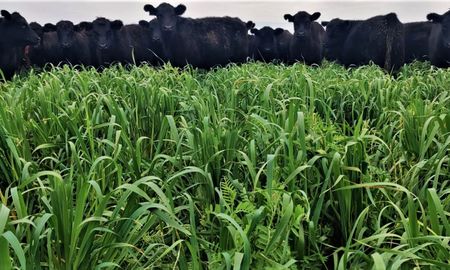 la sequia alcanza su menor extension en seis anos y el agro se consolida en condiciones optimas la sequia alcanza su menor extension en seis anos y el agro se consolida en condiciones optimas
