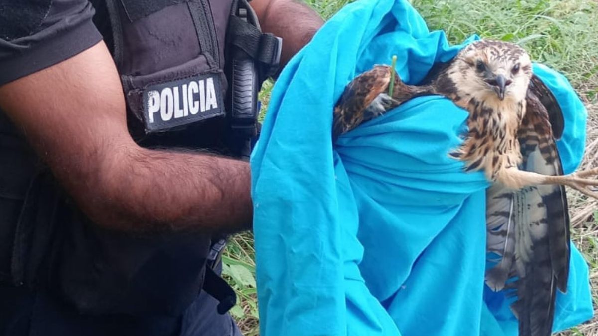 Policía ecológica de la brigada de rescate de animales de Santa Fe, trabajó en el operativo. Policía ecológica de la brigada de rescate de animales de Santa Fe, trabajó en el operativo.