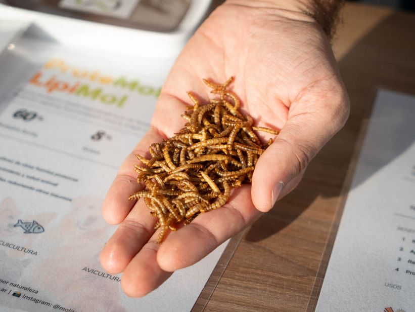 Desde Rafaela, transforman un gusano en alimento animal premium y biofertilizante Desde Rafaela, transforman un gusano en alimento animal premium y biofertilizante
