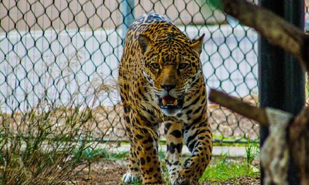 Video viral: una señora se defendió con su bastón del ataque de un leopardo. Video viral: una señora se defendió con su bastón del ataque de un leopardo.
