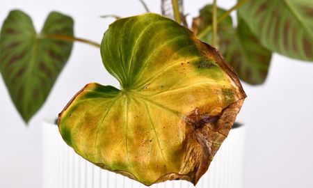 El cambio de color en las hojas es una señal de alerta que indica falta de nutrientes o problemas con el riego. El cambio de color en las hojas es una señal de alerta que indica falta de nutrientes o problemas con el riego.