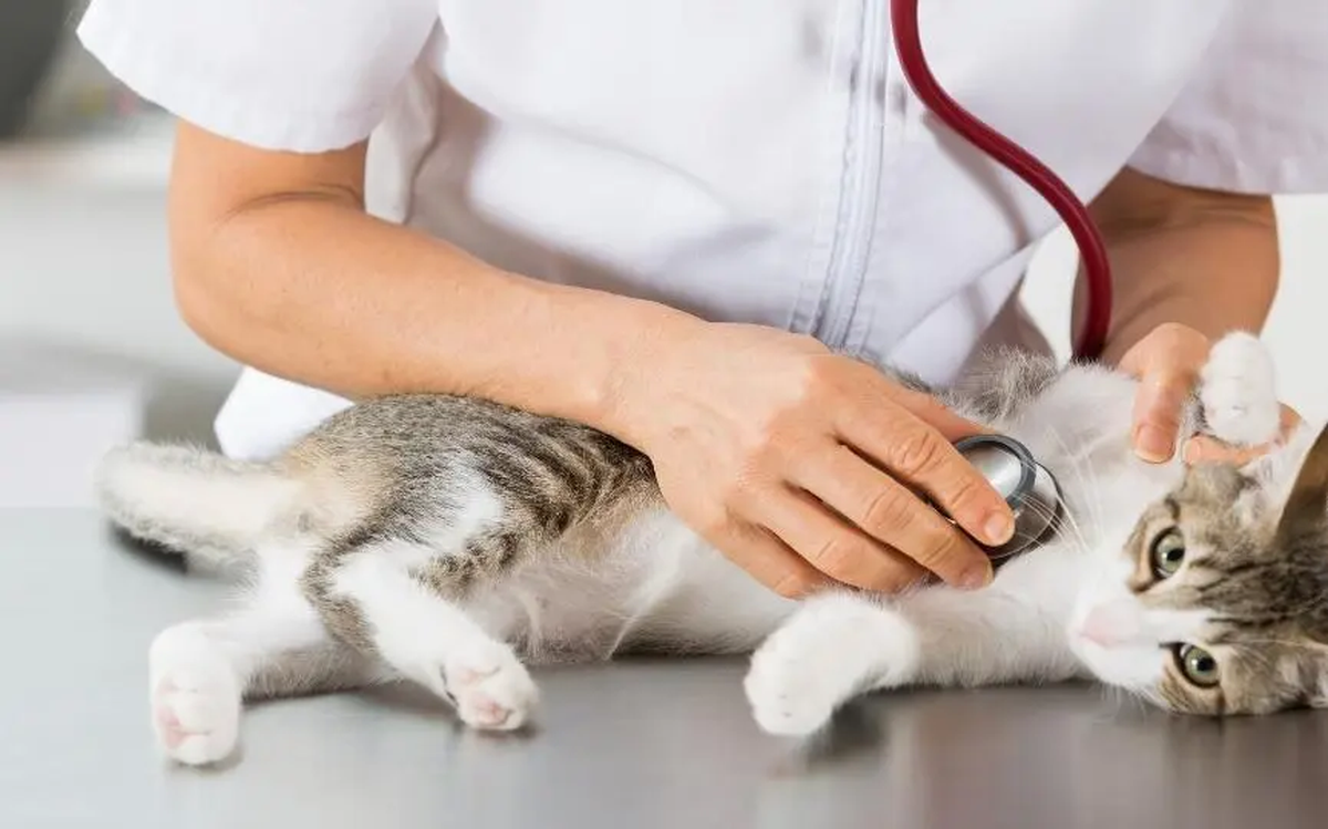 El Colegio de Médicos Veterinarios da consejos sobre qué tener en cuenta a la hora de identificar esta condición en gatos. El Colegio de Médicos Veterinarios da consejos sobre qué tener en cuenta a la hora de identificar esta condición en gatos.