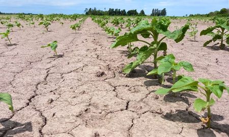 centro-norte de santa fe: el girasol cierra la siembra con un 18% mas de superficie centro-norte de santa fe: el girasol cierra la siembra con un 18% mas de superficie