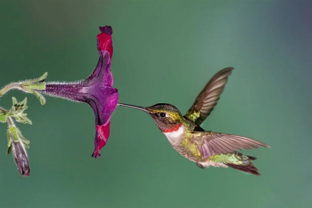 Cuál es la diferencia entre un colibrí y un picaflor