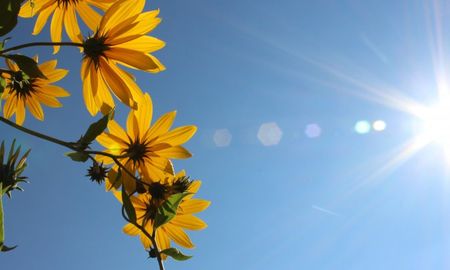 Las altas temperaturas pueden afectar la floración, pero con buenos cuidados el jardín puede mantenerse colorido todo el verano. Las altas temperaturas pueden afectar la floración, pero con buenos cuidados el jardín puede mantenerse colorido todo el verano.