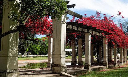 Un proyecto busca sumar árboles nativos al arbolado urbano de la ciudad de Rosario. Un proyecto busca sumar árboles nativos al arbolado urbano de la ciudad de Rosario.