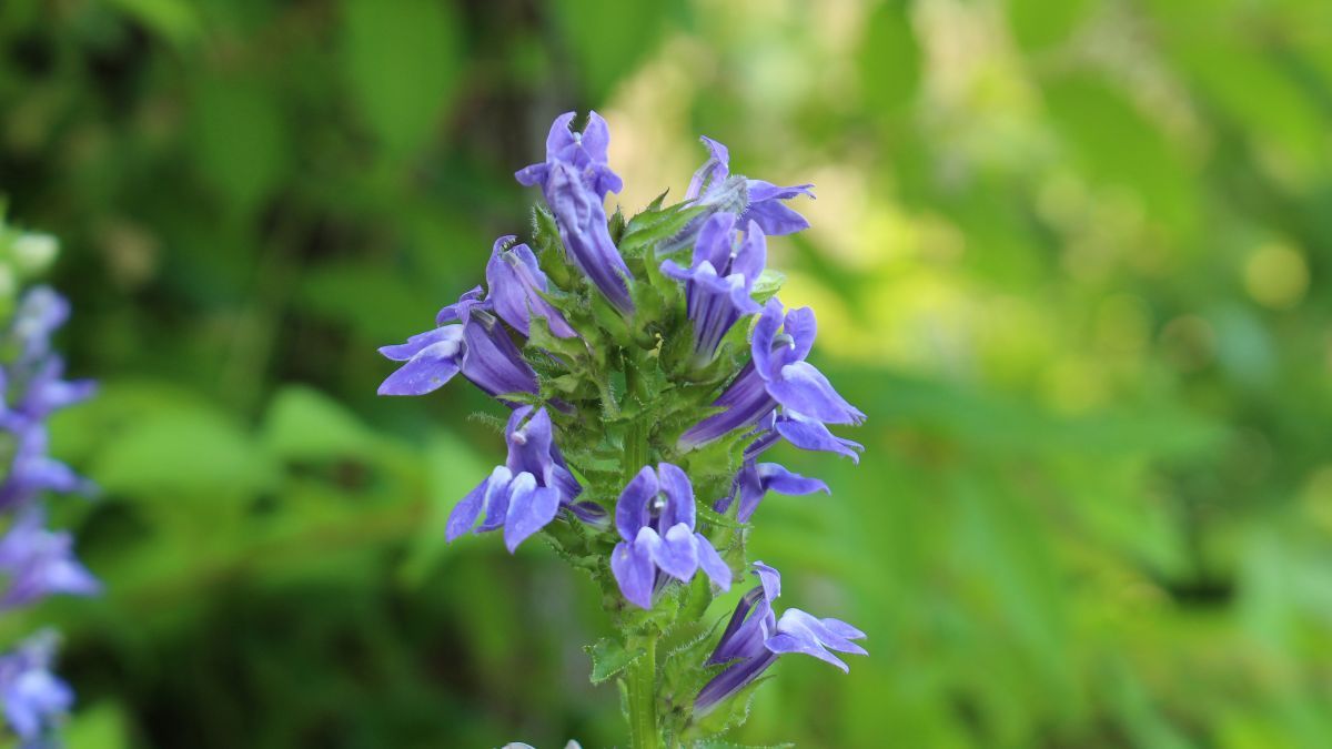 La lobelia florece durante todo el año. La lobelia florece durante todo el año.