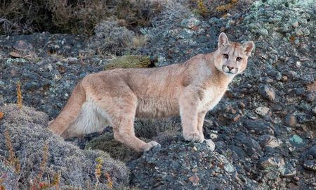 En caso de encontrarte con un puma, lo más conveniente es dar aviso a las fuerzas de seguridad. En caso de encontrarte con un puma, lo más conveniente es dar aviso a las fuerzas de seguridad.