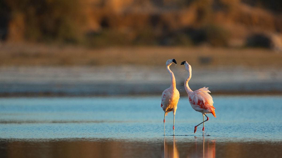 Los humedales argentinos son grandes reservas de biodiversidad.