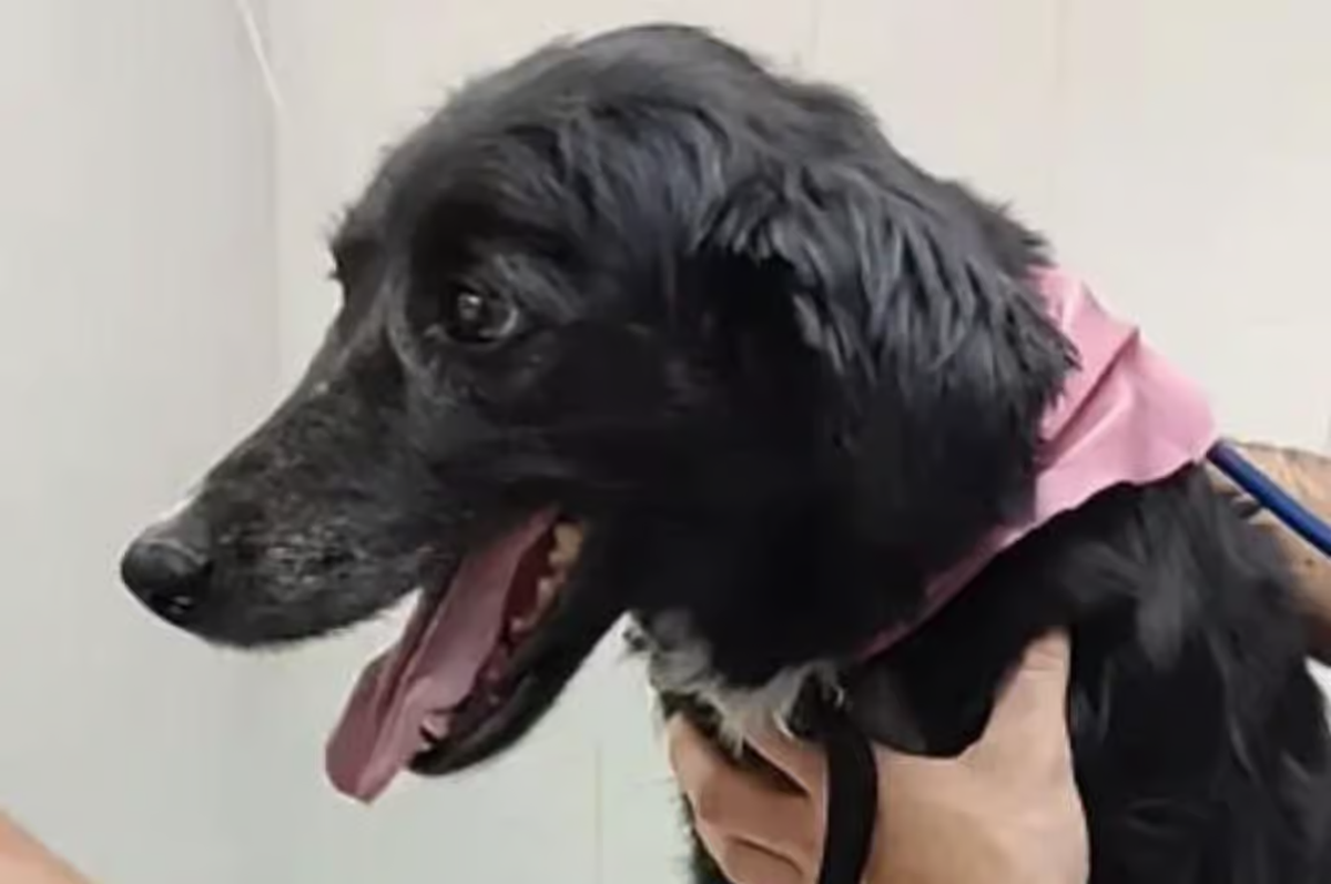 Rescatistas de la ciudad denunciaron al agresor que fue detenido y liberado horas después. Rescatistas de la ciudad denunciaron al agresor que fue detenido y liberado horas después.