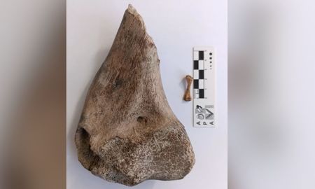 Miembro anterior de una tortuga gigante de tierra hallada en el río Salado hace algunos años, que está siendo investigado en la actualidad. Miembro anterior de una tortuga gigante de tierra hallada en el río Salado hace algunos años, que está siendo investigado en la actualidad.