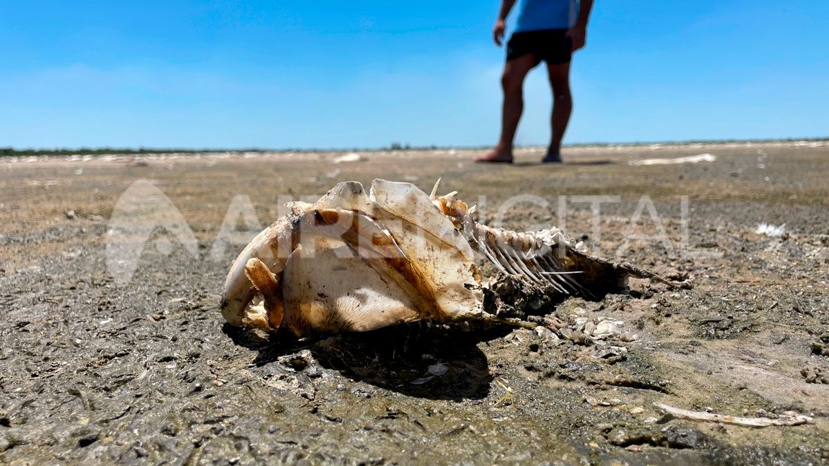 Los peces muertos no están en tierra firme, por lo que no se puede ingresar a la zona con cualquier maquinaria.