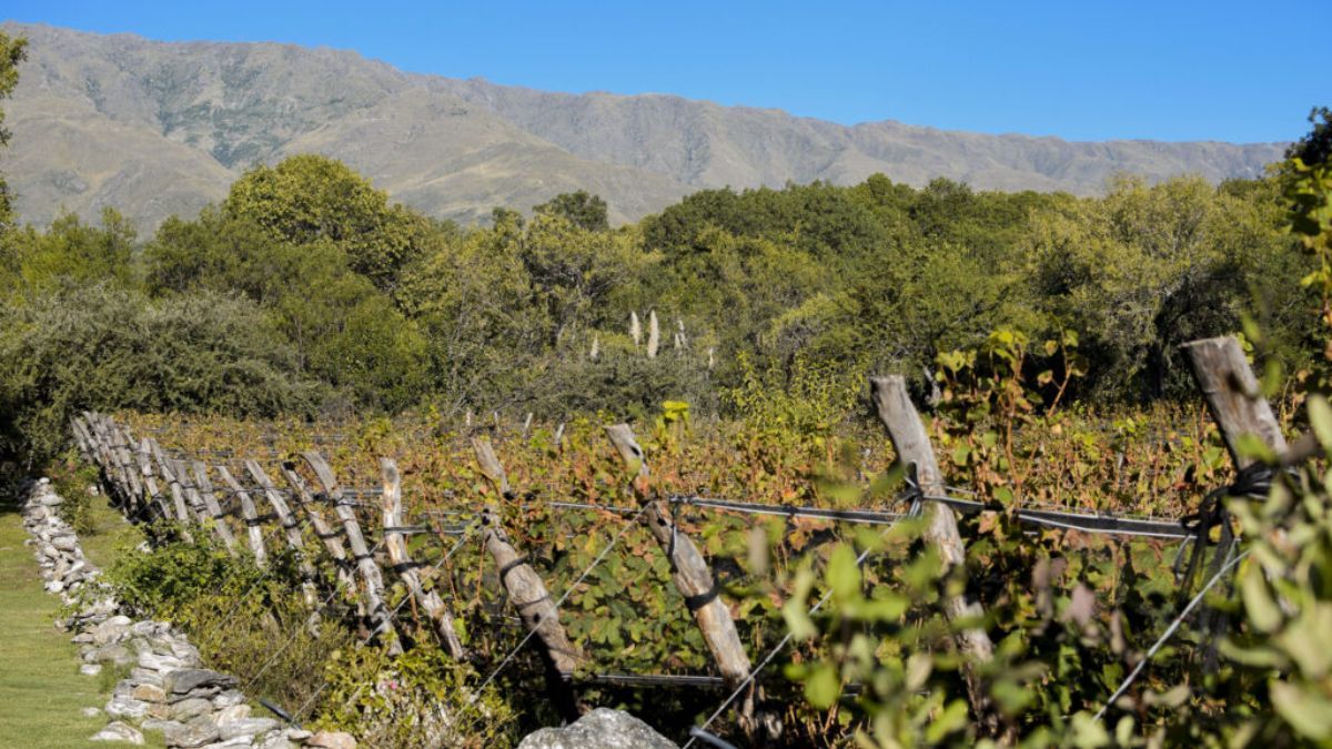 Los viñedos de Villa Berna, ubicados a más de 1.000 metros sobre el nivel del mar, aprovechan la gran amplitud térmica para lograr vinos con una acidez natural y una elegancia difíciles de replicar en llanura. Los viñedos de Villa Berna, ubicados a más de 1.000 metros sobre el nivel del mar, aprovechan la gran amplitud térmica para lograr vinos con una acidez natural y una elegancia difíciles de replicar en llanura.
