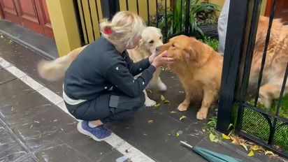Encontraron a Rubí, la perra golden que se fue tras el ladrón en bicicleta que robó en barrio Roma