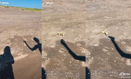 Video viral: un cangrejo se puso a pelear con una sombra y despertó las risas en las redes sociales. Video viral: un cangrejo se puso a pelear con una sombra y despertó las risas en las redes sociales.