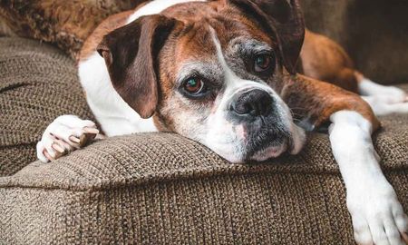 La edad en la que se considera viejo a un perro varía según varios factores. La edad en la que se considera viejo a un perro varía según varios factores.