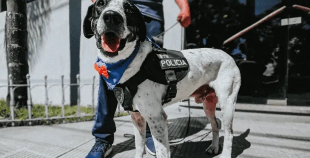 Tras cuatro años de servicio se jubila Falopa