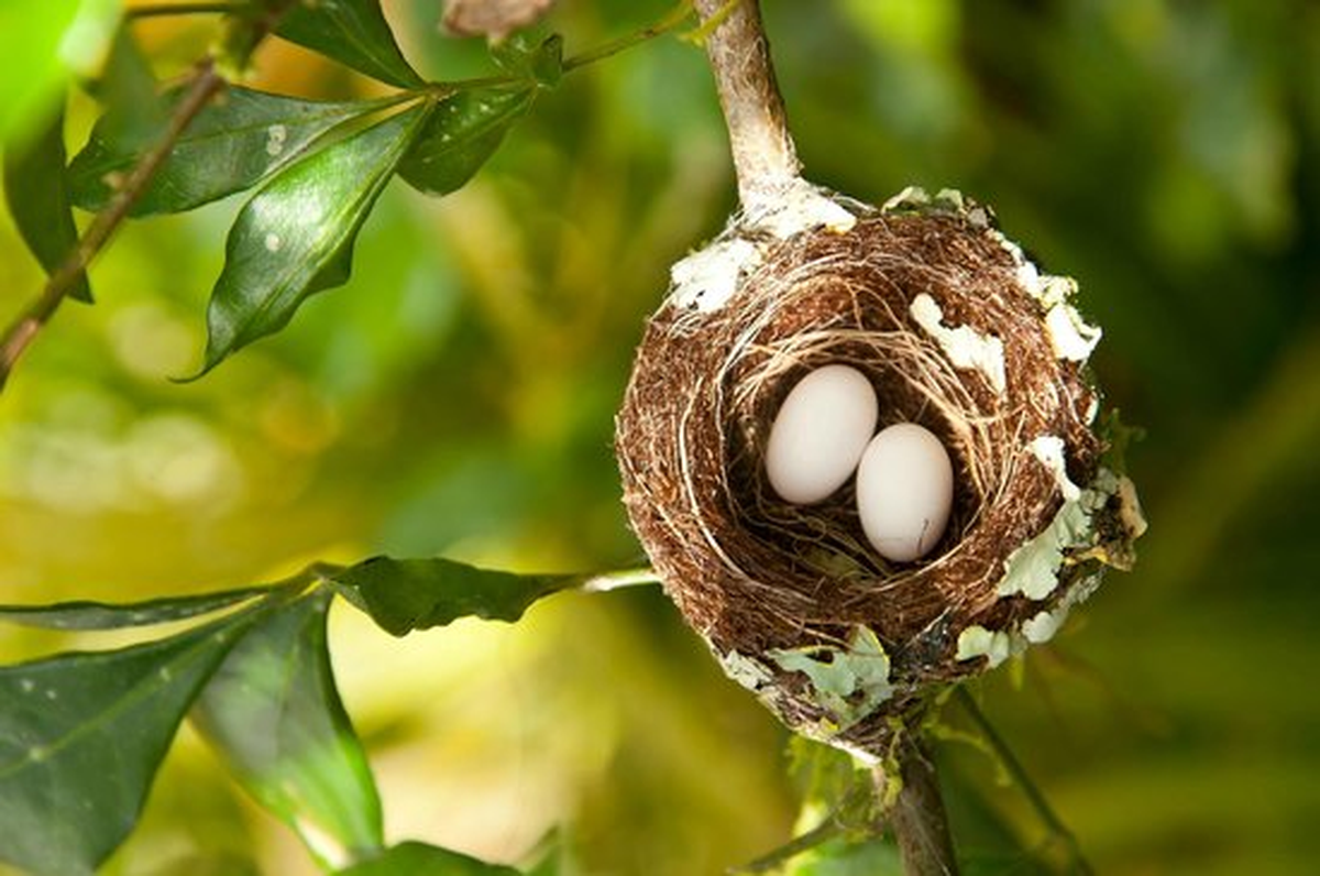 Los polluelos de colibrí permanecerán con su madre hasta tener entre tres o cuatro semanas de edad.