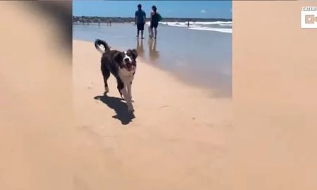 La emocionante reacción de un perro ciego al conocer el mar La emocionante reacción de un perro ciego al conocer el mar