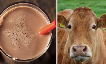 Millones de estadounidenses creen que la chocolatada viene de vacas marrones Millones de estadounidenses creen que la chocolatada viene de vacas marrones