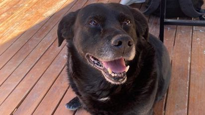 Tristeza por la muerte de Garrafa: un perro muy querido por estudiantes de la Universidad Nacional del Litoral