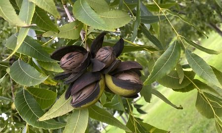 pecan en argentina: el desafio ya no es plantar, sino producir mas pecan en argentina: el desafio ya no es plantar, sino producir mas