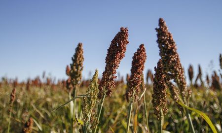 Se estima que en la campaña 2021/22 se sembrarán 1,5 millones de hectáreas de sorgo. Se estima que en la campaña 2021/22 se sembrarán 1,5 millones de hectáreas de sorgo.