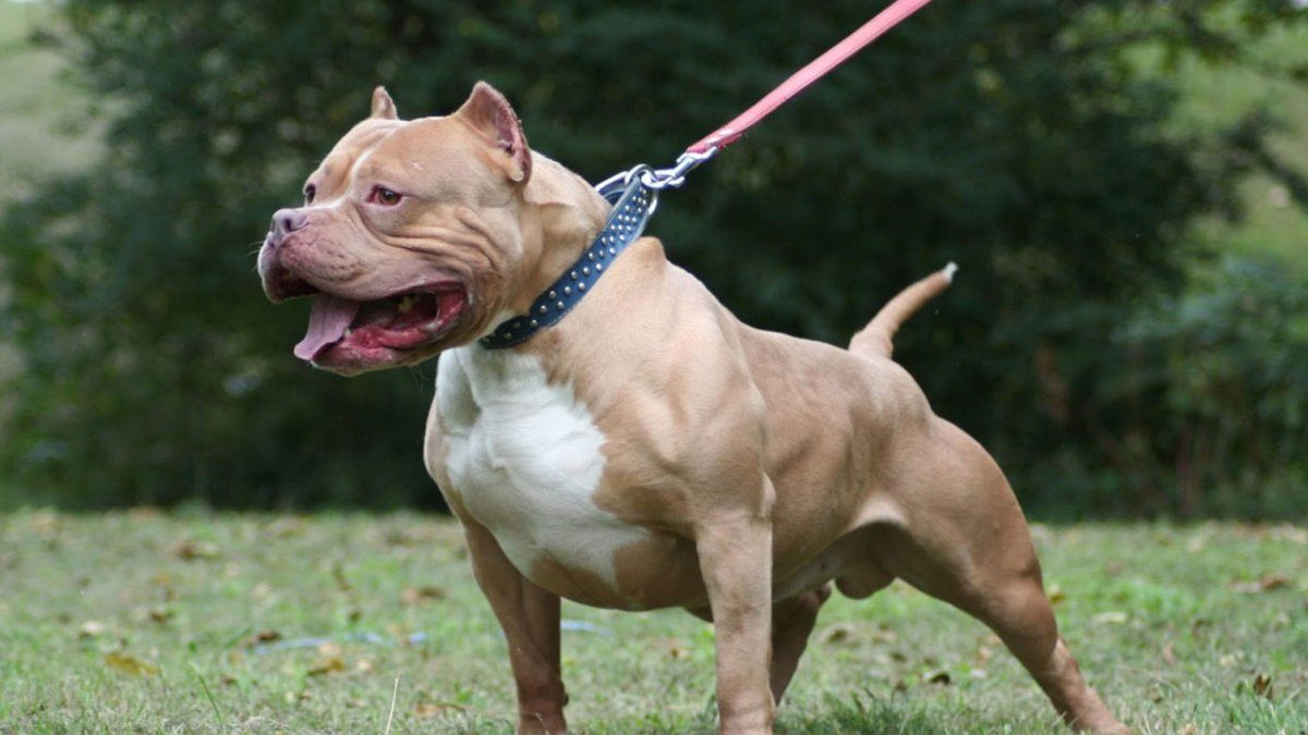 El niño fue atacado por el perro Pitbull de su propia familia.