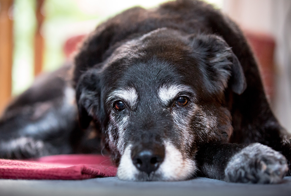 Edad biológica de los perros: qué es y cómo calcularla