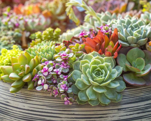 La sansevieria, la haworthia y la zamioculca son algunas de las variedades más resistentes y recomendadas para quienes recién comienzan a cultivar plantas en interiores. La sansevieria, la haworthia y la zamioculca son algunas de las variedades más resistentes y recomendadas para quienes recién comienzan a cultivar plantas en interiores.