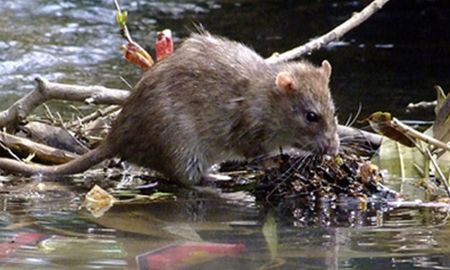 El Ministerio de Salud de la Provincia informó que se presentó un caso fatal de leptospirosis en Santa Fe. El Ministerio de Salud de la Provincia informó que se presentó un caso fatal de leptospirosis en Santa Fe.