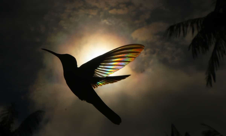 ¿Ver un colibrí en la noche anuncia un mal presagio? ¿Ver un colibrí en la noche anuncia un mal presagio?