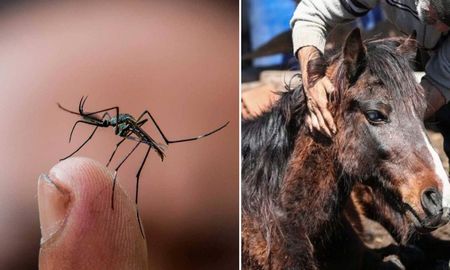 El Ministerio de Salud de la Provincia informó 9 casos autóctonos de Dengue y 2 nuevos casos de Encefalitis Equina del Oeste. El Ministerio de Salud de la Provincia informó 9 casos autóctonos de Dengue y 2 nuevos casos de Encefalitis Equina del Oeste.