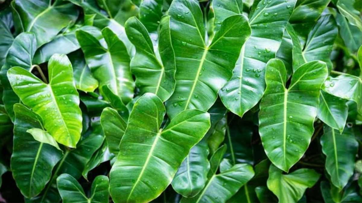 Las cáscaras de banana aportan nutrientes esenciales que fortalecen el crecimiento del filodendro de manera natural.