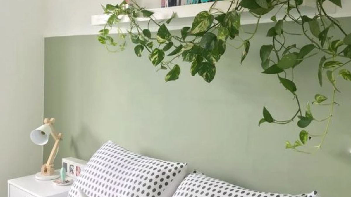 El potus es una de las plantas que mejor purifian el aire de las habitaciones.&nbsp;