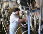 Por efecto del clima, en San Cristóbal la producción cayó alrededor de 25%, según el referente de Coninagro en la región. Por efecto del clima, en San Cristóbal la producción cayó alrededor de 25%, según el referente de Coninagro en la región.