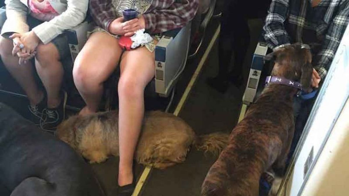 Perros en la cabina de un avión