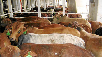 Casi 3 mil vacas no pudieron ser descargadas en Turquía y morirán de hambre en el regreso