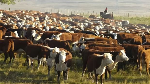Ganadería 2025: baja el stock, pero la relación ternero/vaca se mantiene fuerte