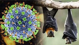 altText(Virus Nipah: qué es y cómo se transmite el patógeno que preocupa a la OMS)}