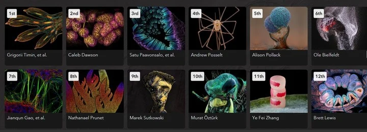 Los ganadores del Concurso de Fotomicrografía de Mundos Pequeños de Nikon nos dejan pequeñas maravillas del mundo natural que normalmente permanecen ocultas a la vista.