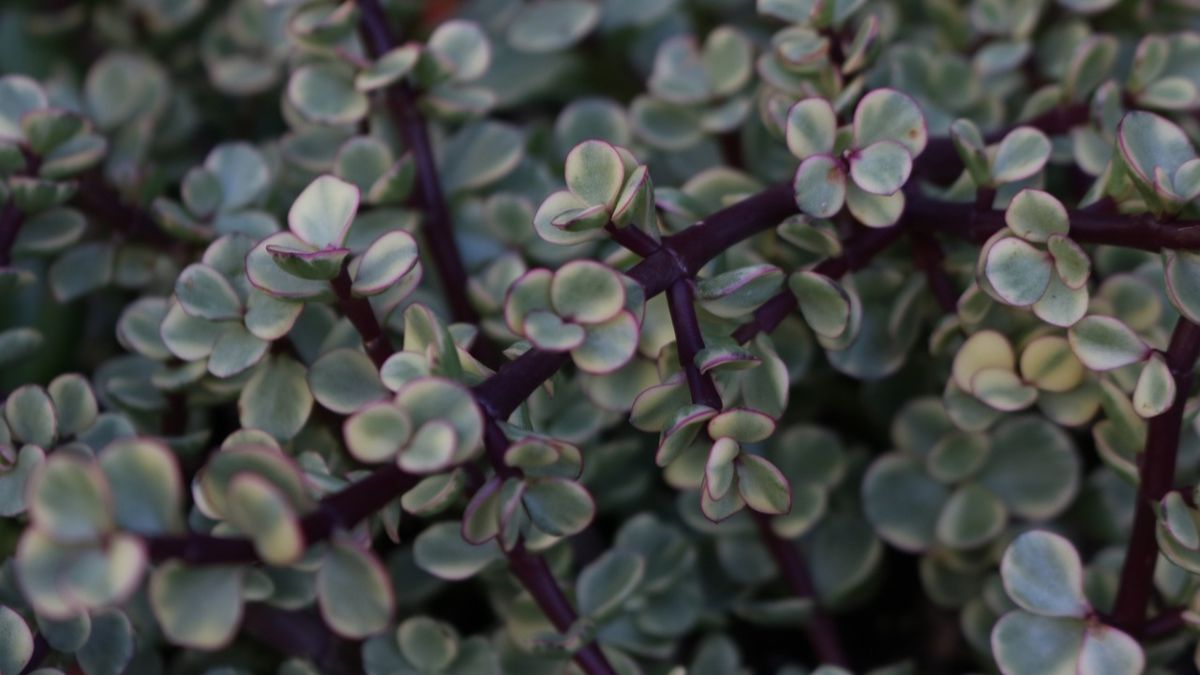 Una planta de la moneda saludable desarrolla tallos compactos y hojas brillantes que cuelgan formando una cortina natural.