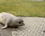 videos: un hombre en cuarentena recibio la inesperada visita de un elefante marino
