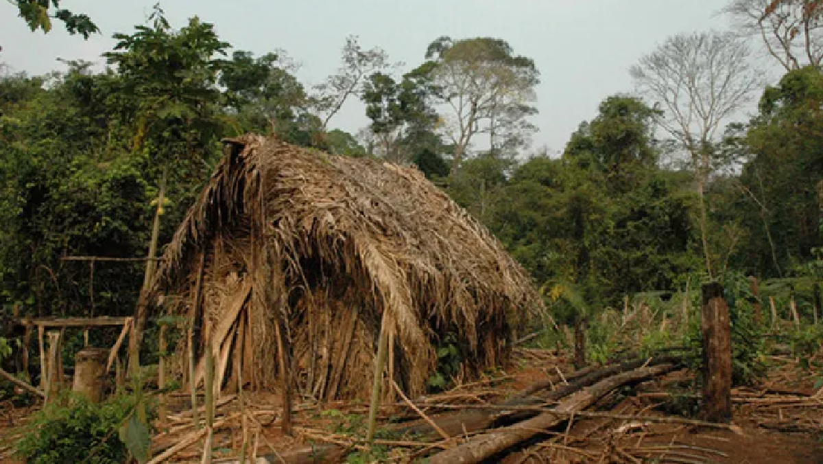 Seg&uacute;n la Fundaci&oacute;n Nacional del Indio (FUNAI), varias decenas de tribus primitivas habitan la selva amaz&oacute;nica brasile&ntilde;a.
