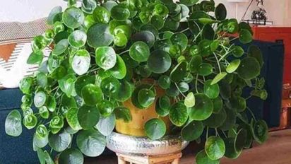 Ni el Jade ni el Lazo de Amor: la planta de hojas redondas que debés poner en tu cocina para que nunca falte el dinero